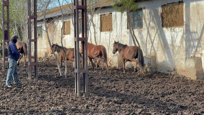 Қостанайлық полицейлер жоғалған жылқыларды дрон арқылы тапты