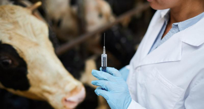 Ветеринария