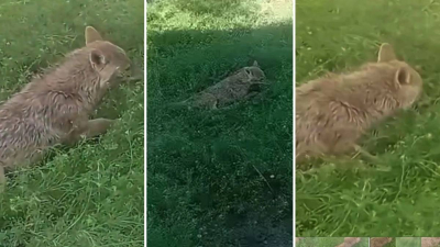 Отырарда ауылға кірген шибөрі 3 адамды жарақаттады