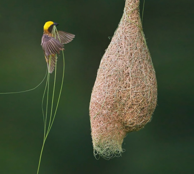 Тұмсығымен