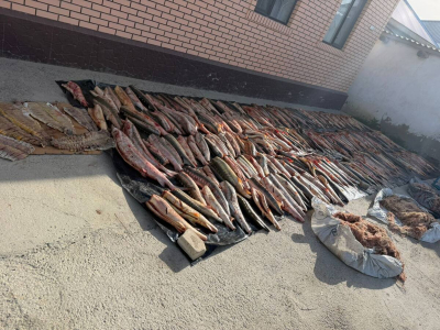 Атырауда бекіре тұқымдас балықтардың заңсыз айналымы анықталды
