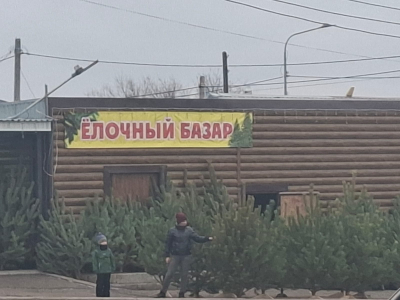 Қостанай облысында қылқанжапырақты ағаштарды қорғау күшейтілді