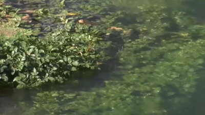 Түркістан облысындағы Ақтан және Көктан ата бұлақтары тазартылды