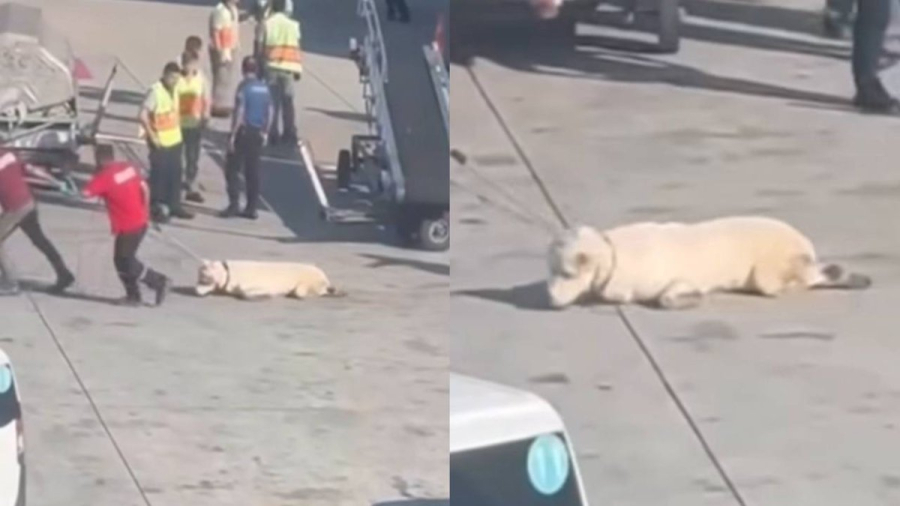 Жетілген лесбиянка порно Нағыз ана порно