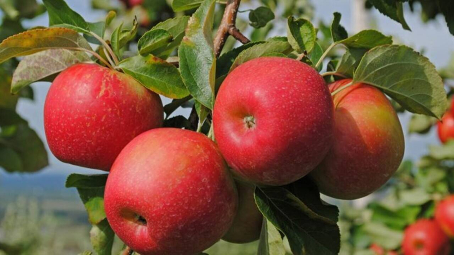 Жетісу облысында Сиверс алмасының гүлдеуіне орай халықаралық фестиваль өтеді