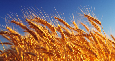 Астық экспорты артқан