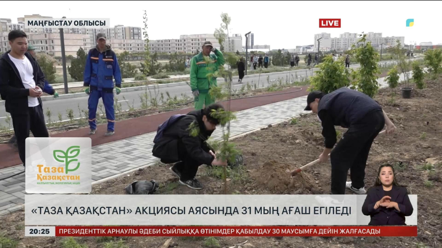Маңғыстауда «Таза Қазақстан» акциясы аясында 31 мың ағаш егіледі